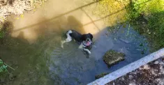 avatar petsitter