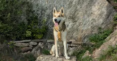 avatar petsitter