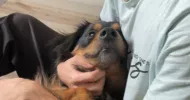 avatar petsitter