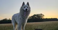avatar petsitter