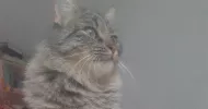 avatar petsitter
