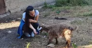 avatar petsitter