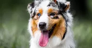 avatar petsitter