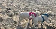 avatar petsitter