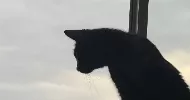 avatar petsitter