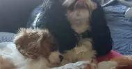 avatar petsitter