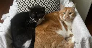 avatar petsitter