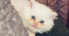 avatar petsitter