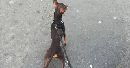 avatar petsitter