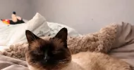 avatar petsitter