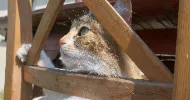 avatar petsitter