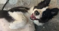 avatar petsitter