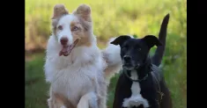 avatar petsitter