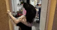 avatar petsitter