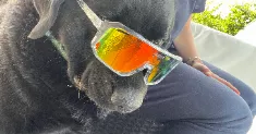 avatar petsitter
