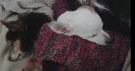 avatar petsitter