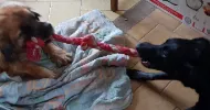 avatar petsitter