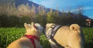 avatar petsitter