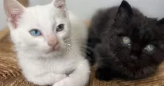avatar petsitter