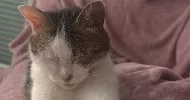 avatar petsitter