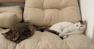 avatar petsitter