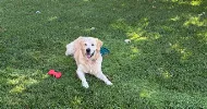 avatar petsitter