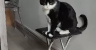 avatar petsitter