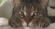 avatar petsitter