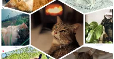 avatar petsitter