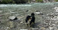 avatar petsitter