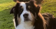 avatar petsitter