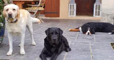 avatar petsitter