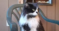 avatar petsitter