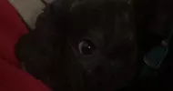 avatar petsitter