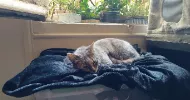 avatar petsitter