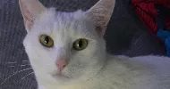 avatar petsitter