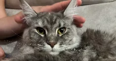 avatar petsitter