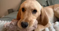 avatar petsitter