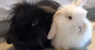 avatar petsitter