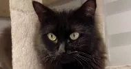 avatar petsitter