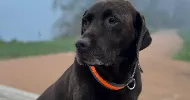 avatar petsitter