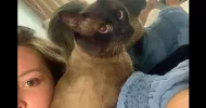 avatar petsitter