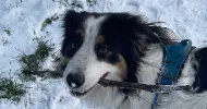 avatar petsitter