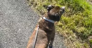 avatar petsitter