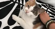 avatar petsitter