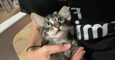 avatar petsitter
