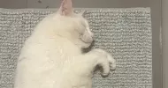 avatar petsitter