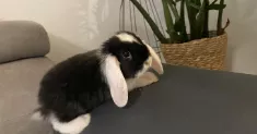 avatar petsitter
