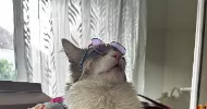 avatar petsitter
