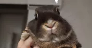 avatar petsitter